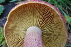 Gills