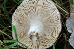 Gills