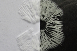 Spore Print