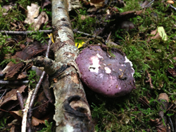 Purple Russula