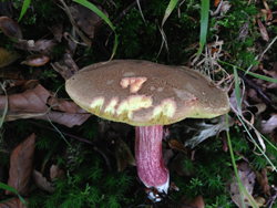 Bolete rojo agrietado, Boletus chrysenteron