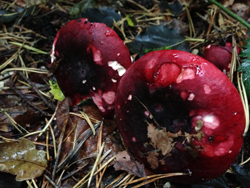 Blackish Purple Russula