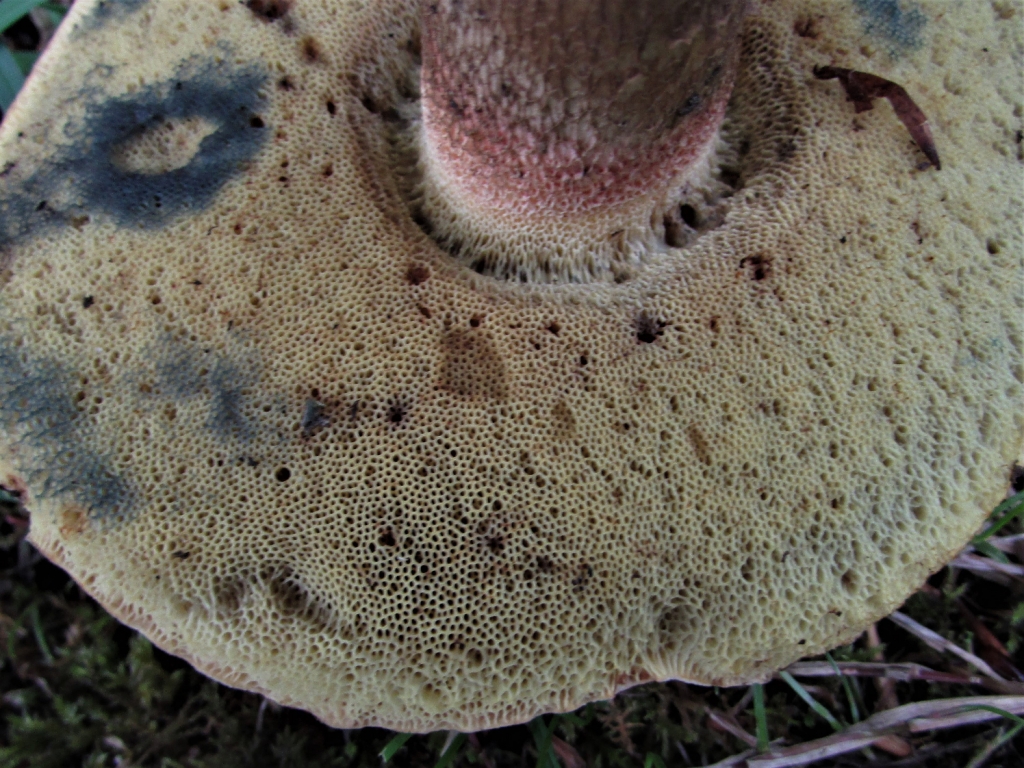 Bitter Beech Bolete