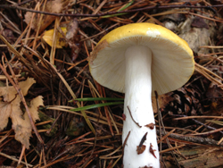 Russula Chalk Like Stem