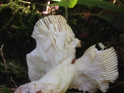 Russula, showing the brittle nature of the gills