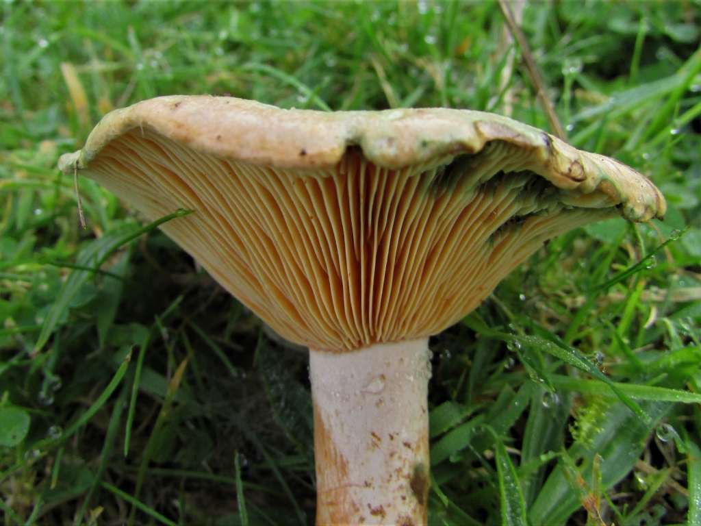 Saffron Milkcap
