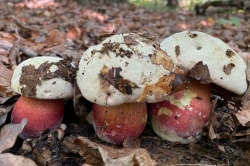 Devil's Bolete