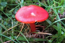 Scarlet Waxcap