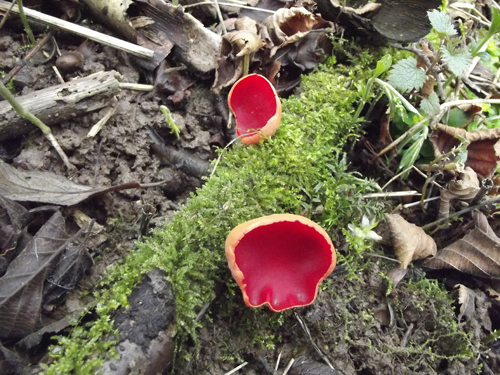 SCarlet Elf Cups