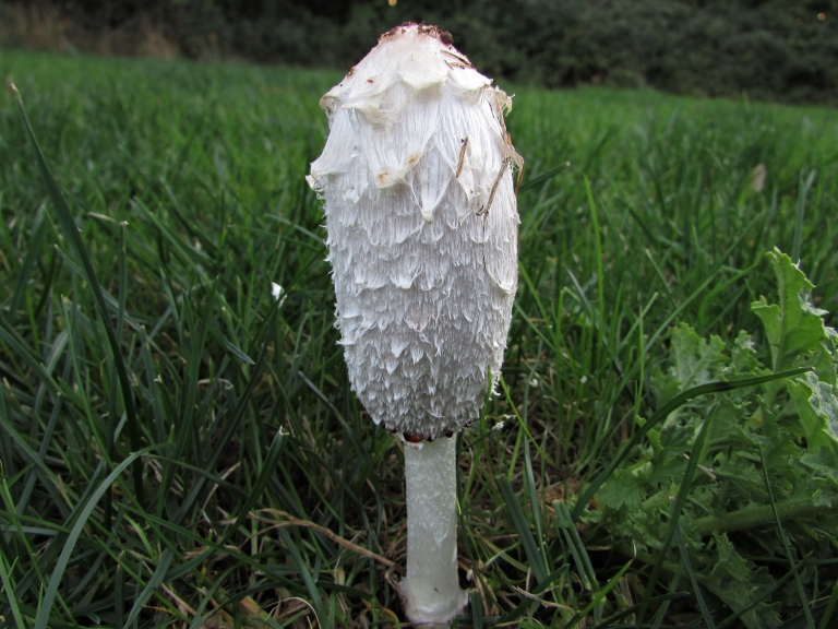 Shaggy Inkcap