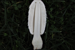 Flesh