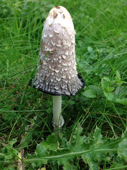 Shaggy Ink Cap, Coprinus comatus.