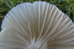 Gills