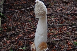 Stinkhorn