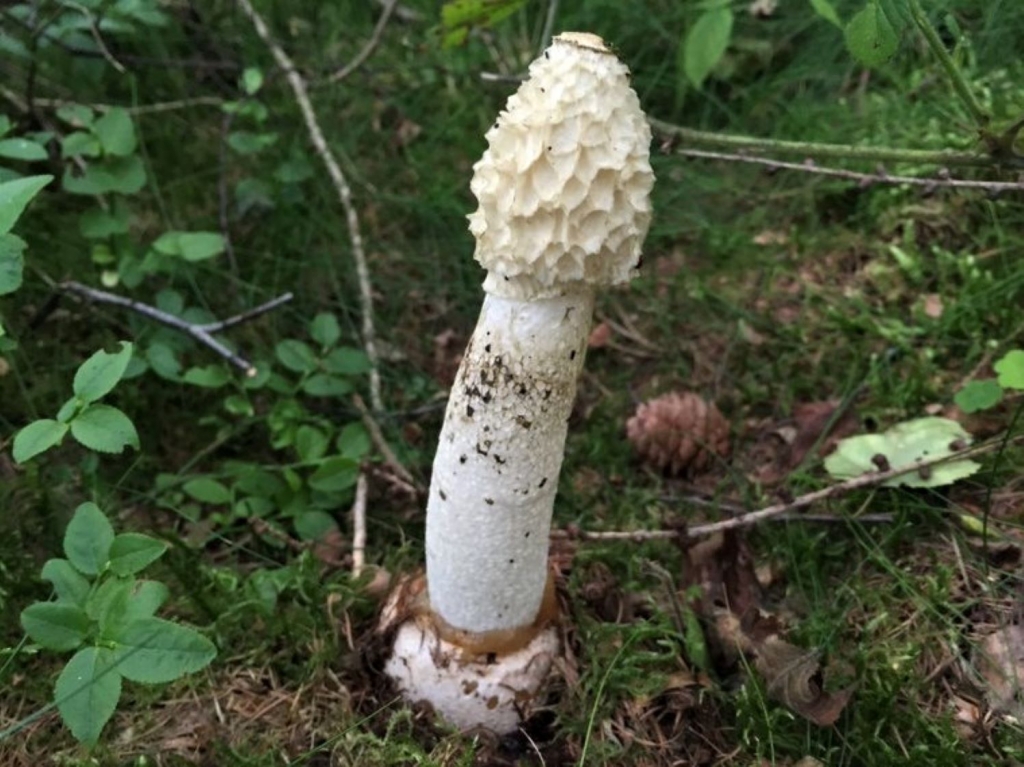 Stinkhorn