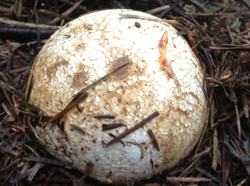 Common Stinkhorn Egg, Phallus impudicus