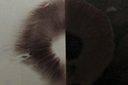 Spore Print