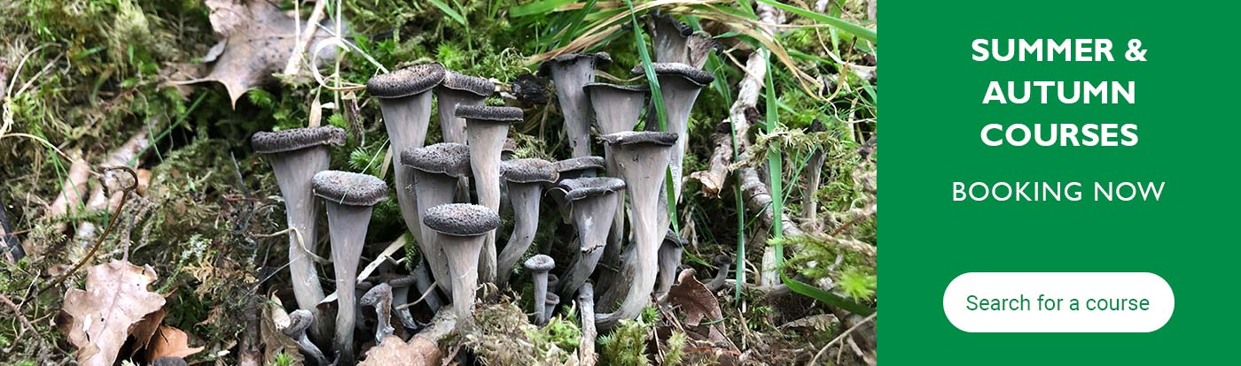 Summer and autumn foraging courses