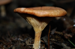 Tawny Funnel