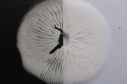 Spore Print