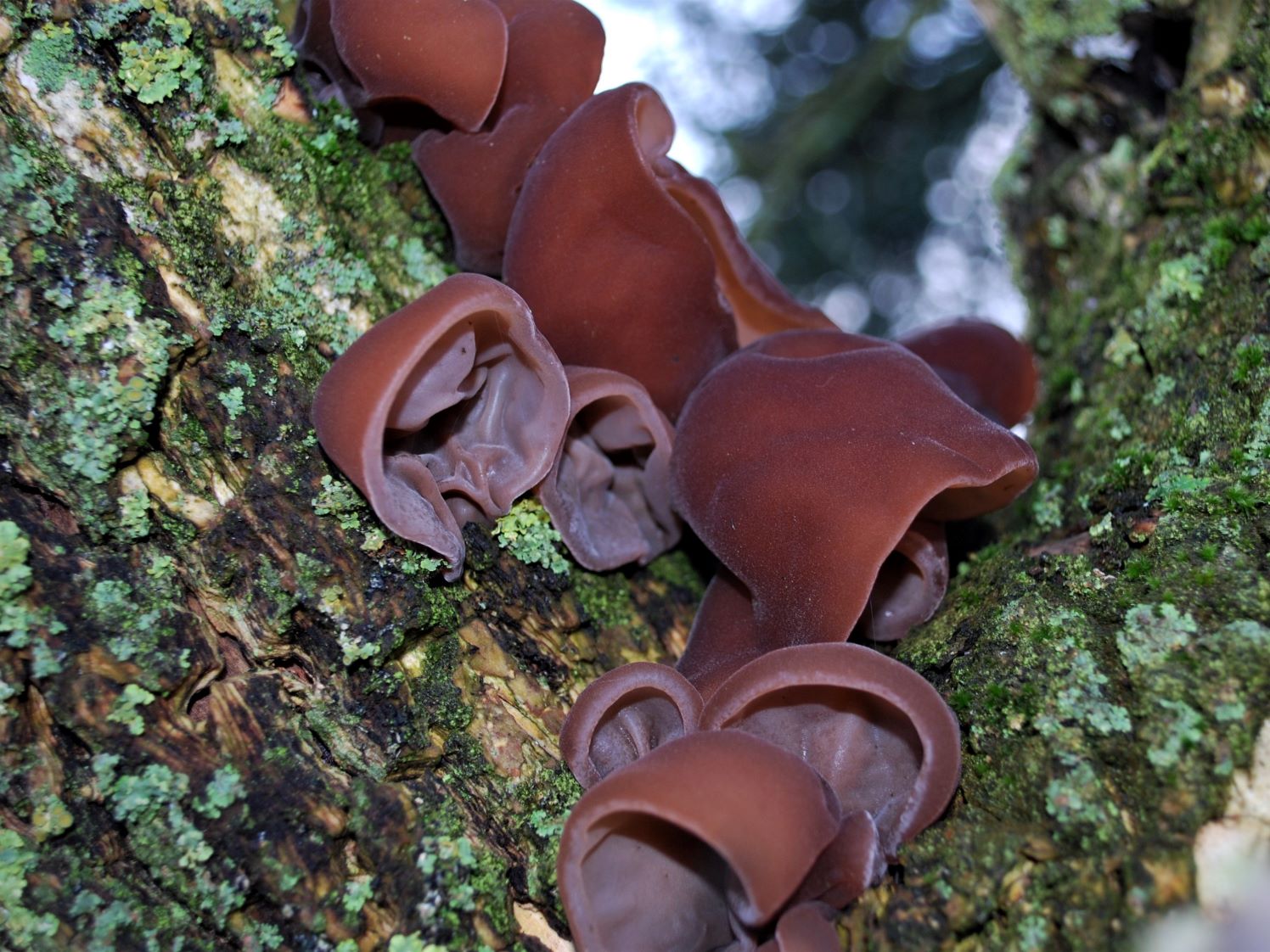 What Are Wood Ear Mushrooms?