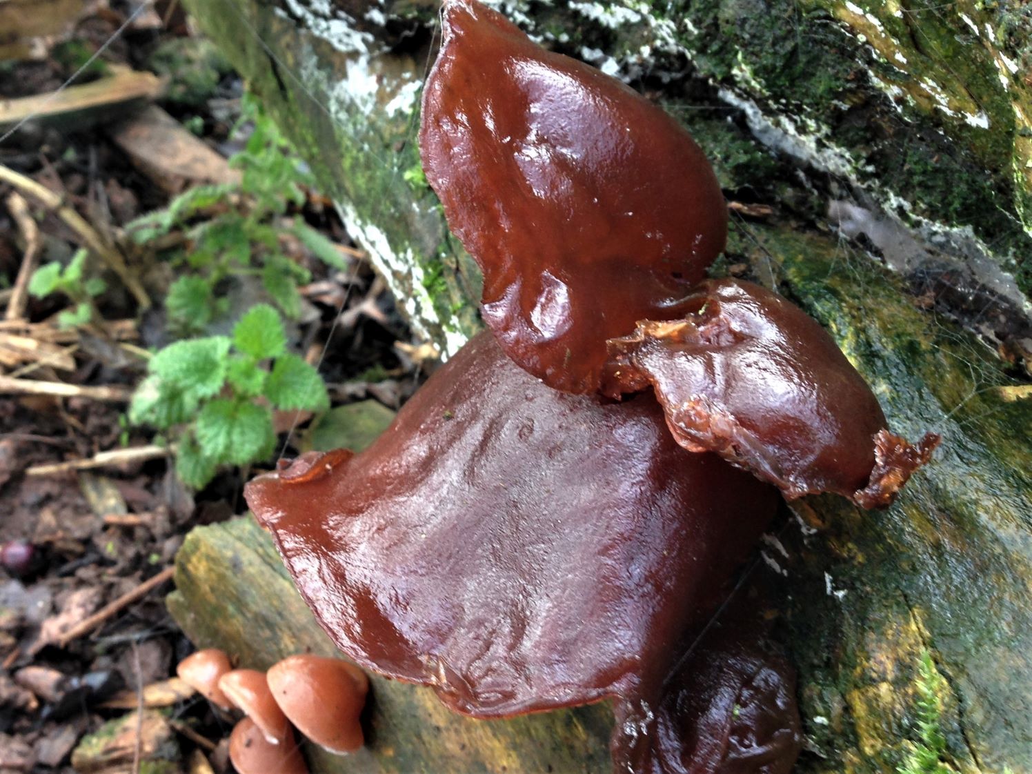 Wood Ears