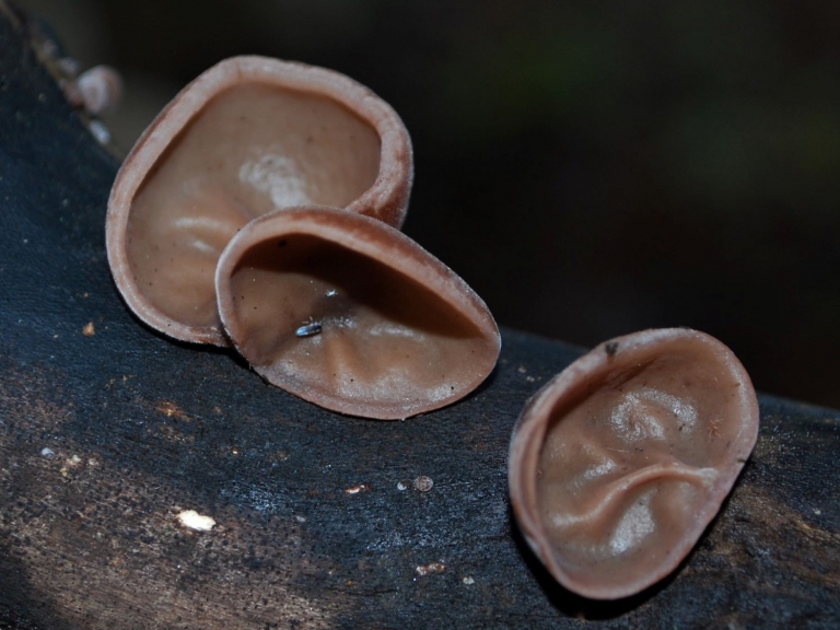 Wood Ears