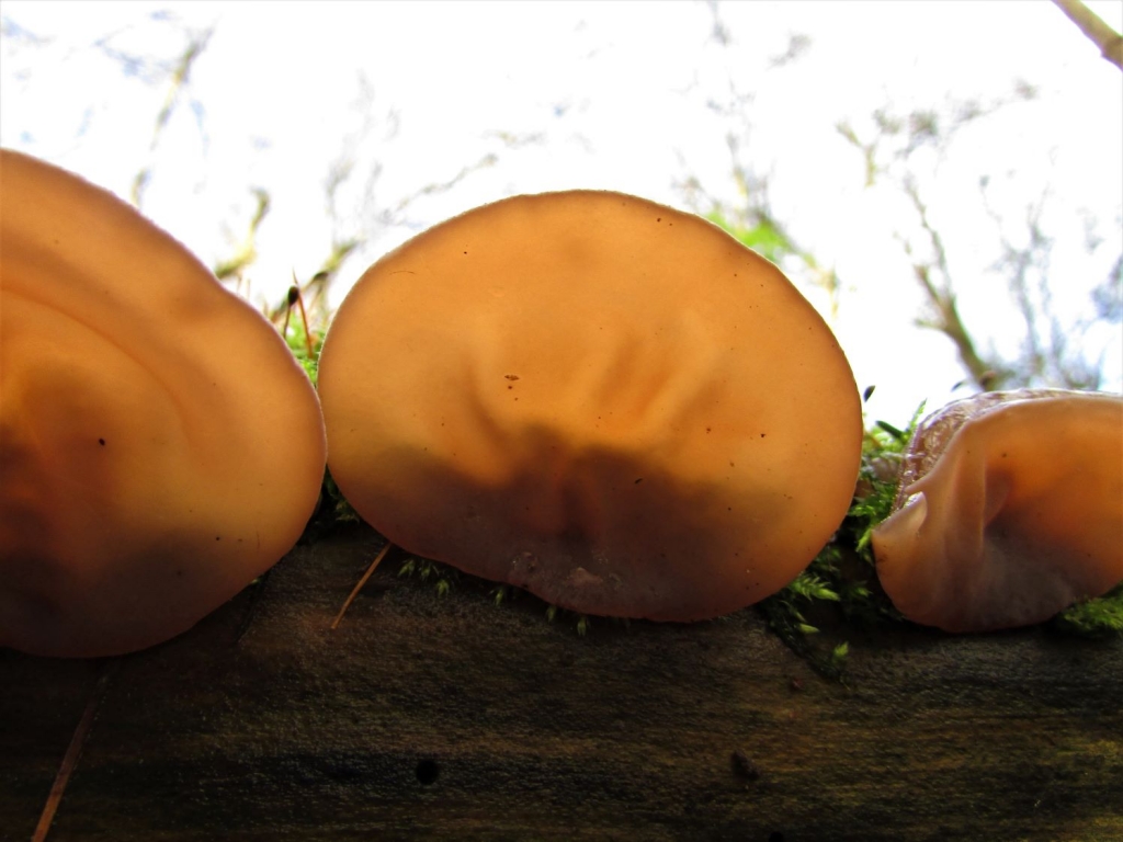 Wood Ears