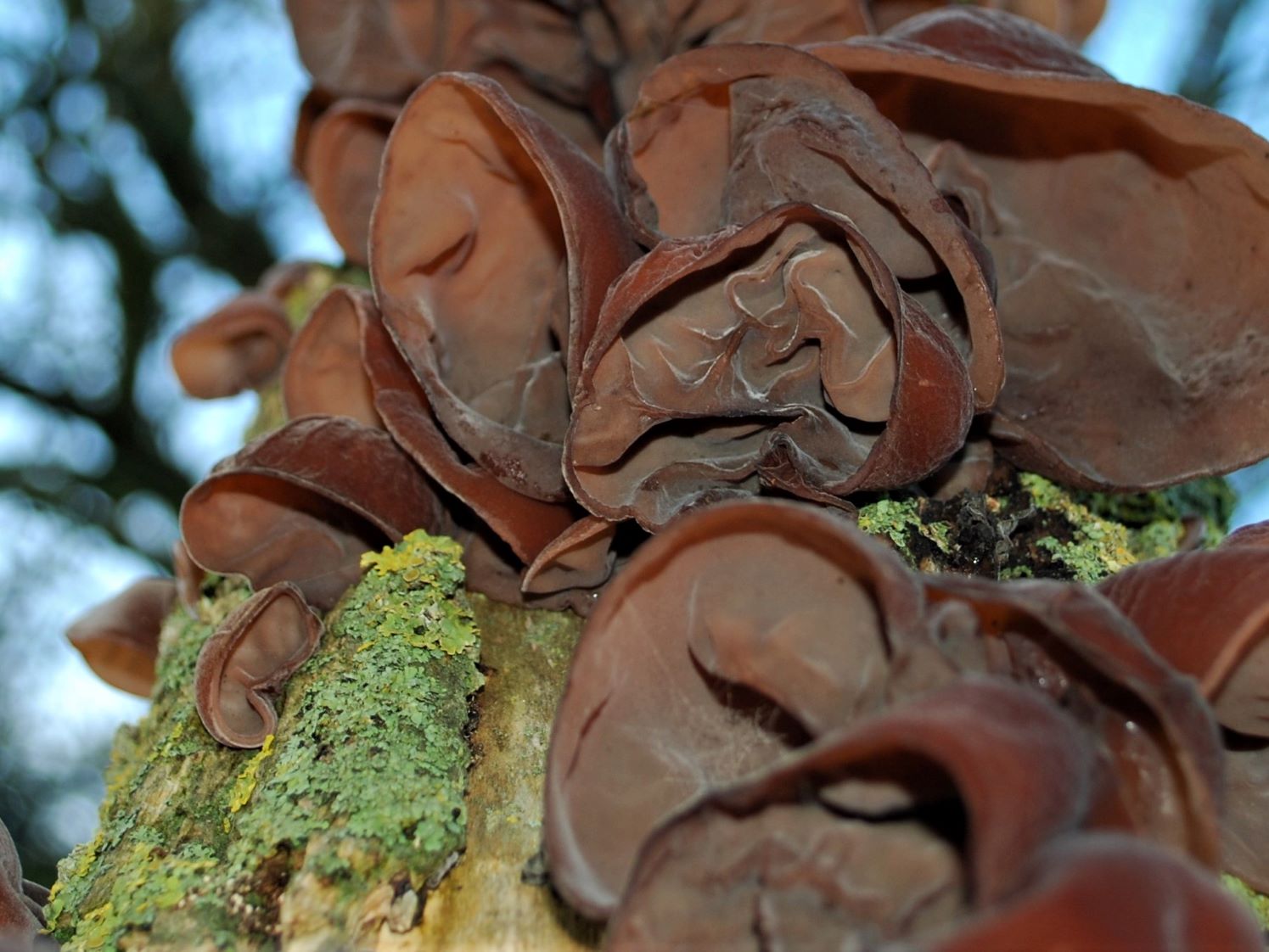 Wood Ears