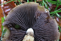 Gills