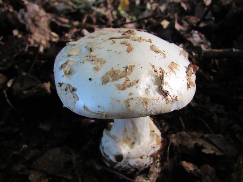 White False Death Cap