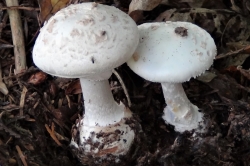 White False Death Cap