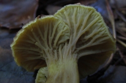 Gills