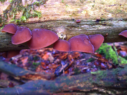 Wood Ears, Auricularia auricula-judae