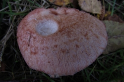 Woolly Milkcap