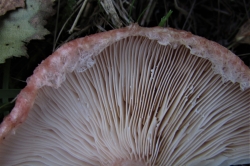 Gills