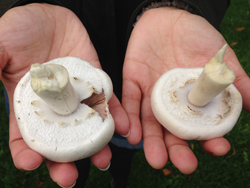 A Horse Mushroom (left) and a Yellow Stainer (right)