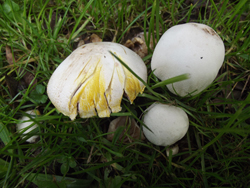 Yellow Stainer, Agaricus xanthodermus, Poisonous