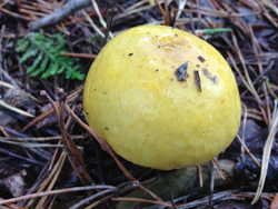 Yellow Swamp Russula