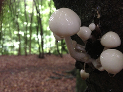 Porcelain Fungus, Oudemansiella mucida