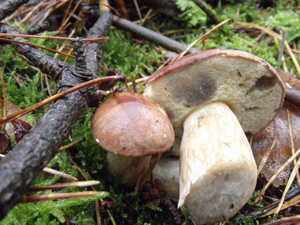 Bay Boletus, Boletus badius showing its spongy pores