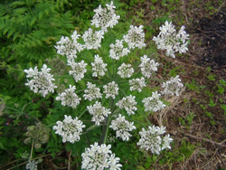 Common Hogweed Flower