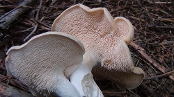 Hedgehog fungus, Hydnum repandum