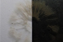 Spore Print