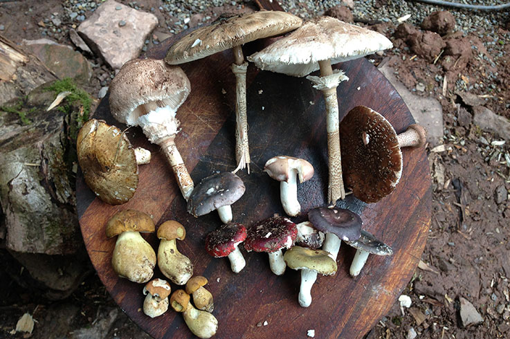 Wild Mushroom Guide