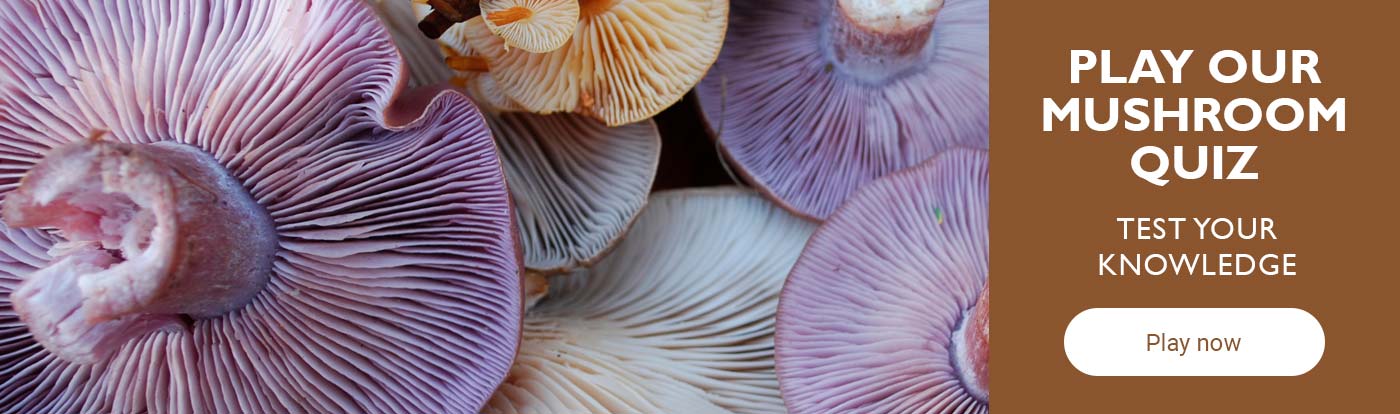 Mushroom Quiz