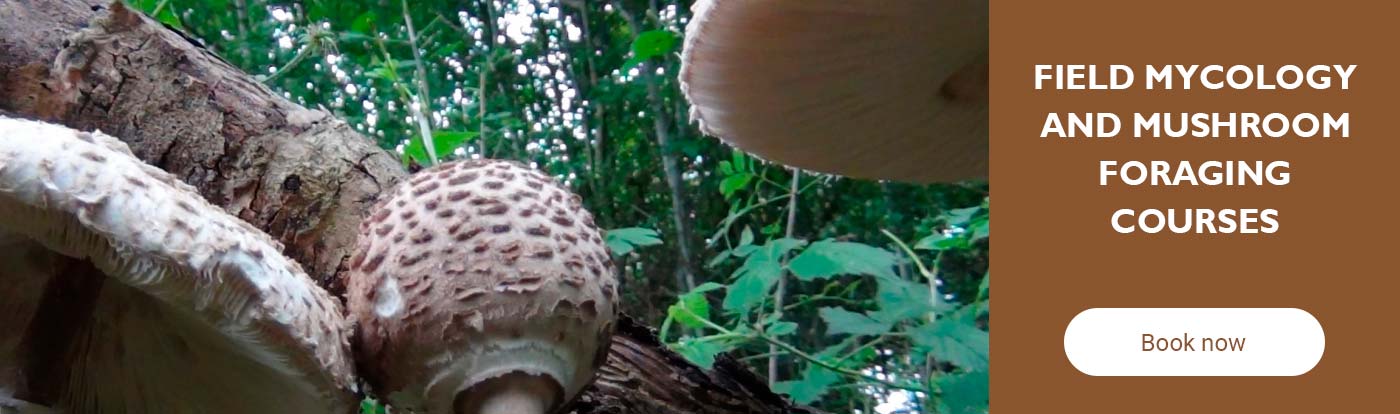 Field Mycology and Mushroom Foraging Courses
