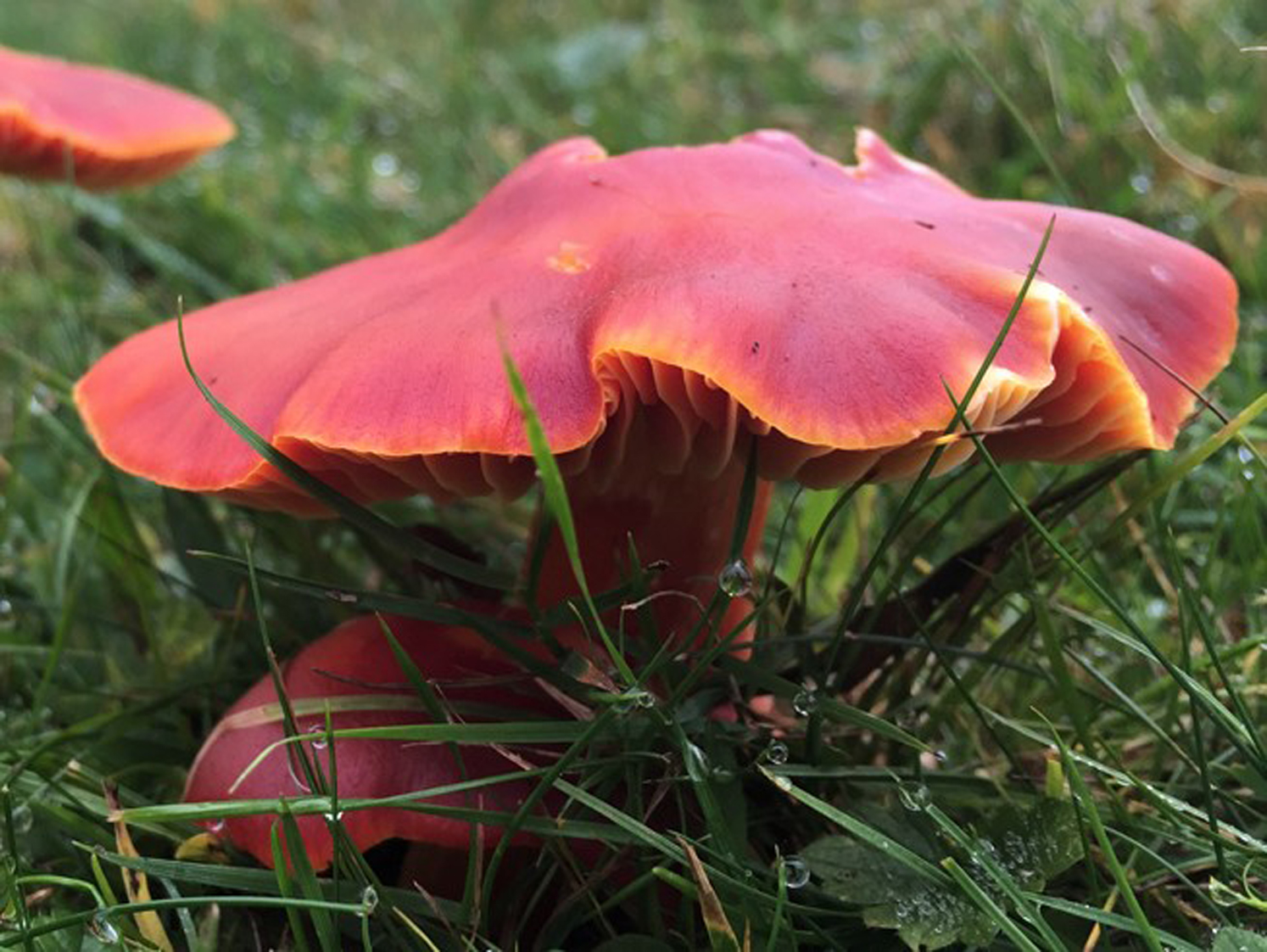 Wax cap on sale