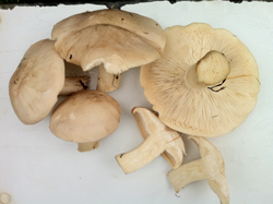 Calocybe gambosa, The St Georges Mushroom