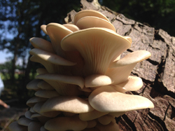 White Oyster Mushrooms, Pleurotus pulmonarius